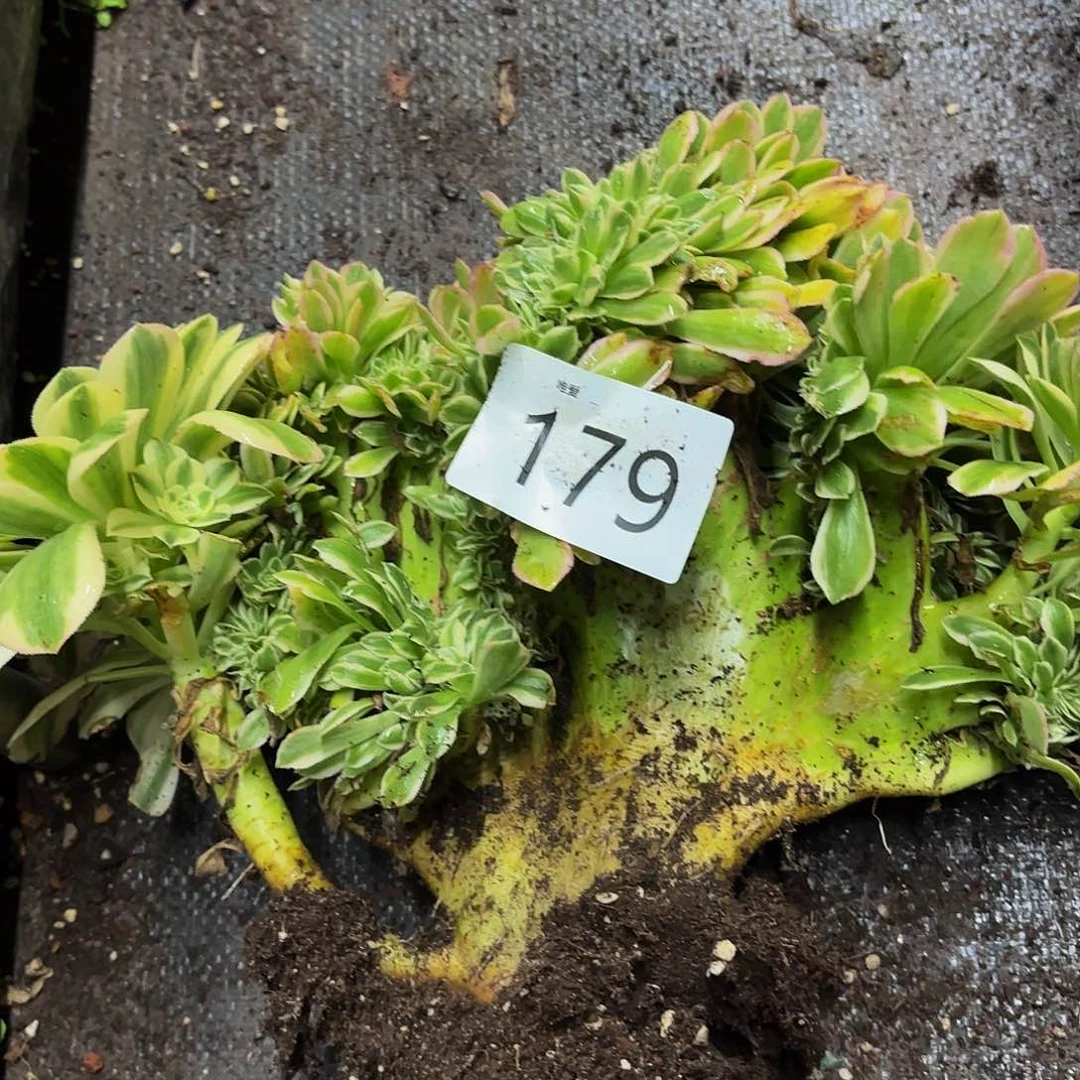 多肉植物福利179