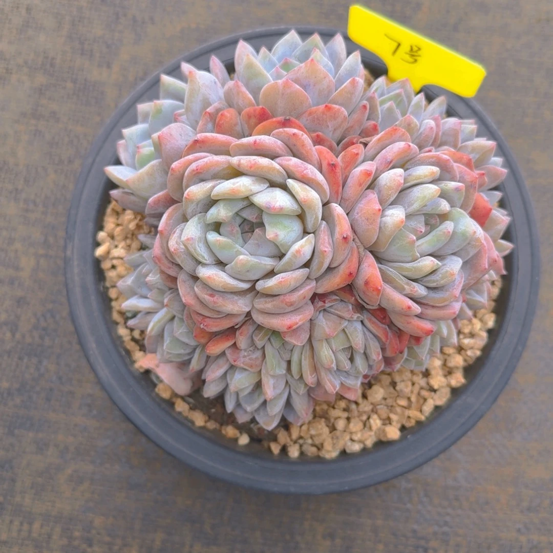 7号福利多肉1111111111111