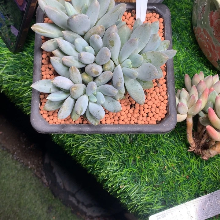 哥特萝莉潜力股多肉寄养