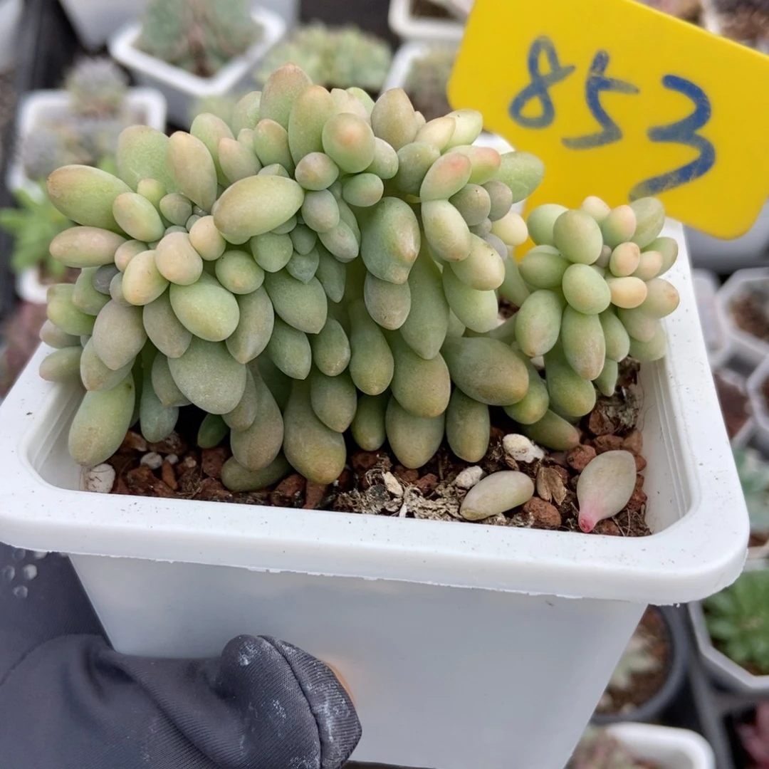 853汤圆缀多肉植物