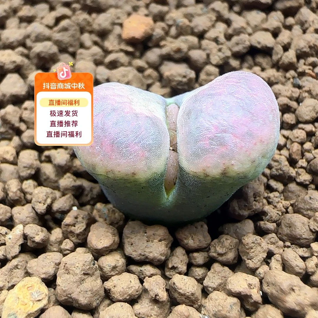 哈哈哈哈哈哈哈53453