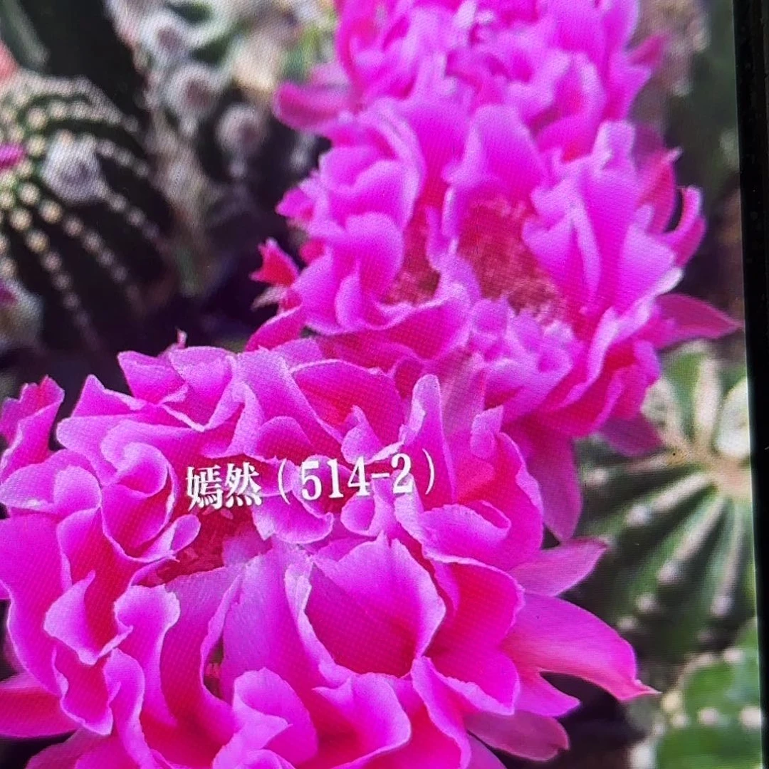 514-2彩侧牙20包邮