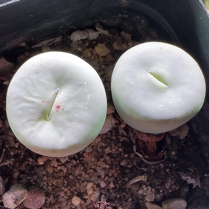 开播福利活动。 053