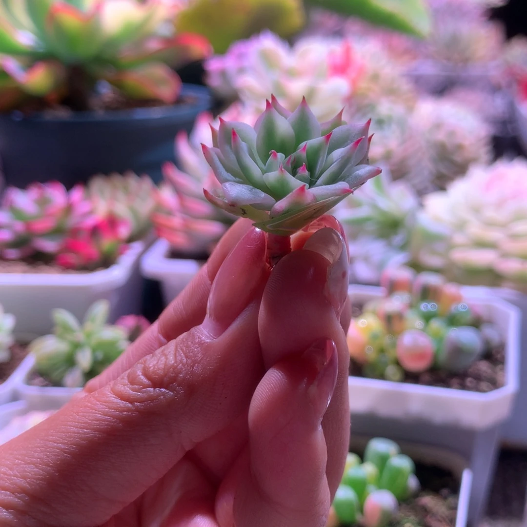 吉娃娃覆轮锦有杆子