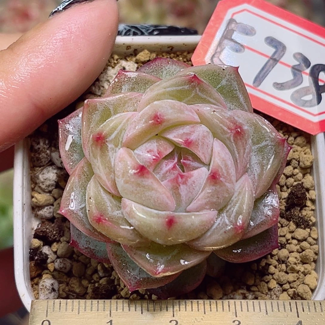 E738 一物一拍 白日梦