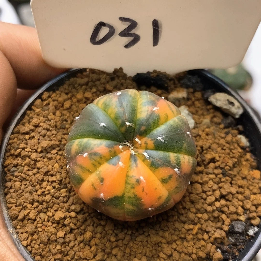 031福利特价来了哦吼吼