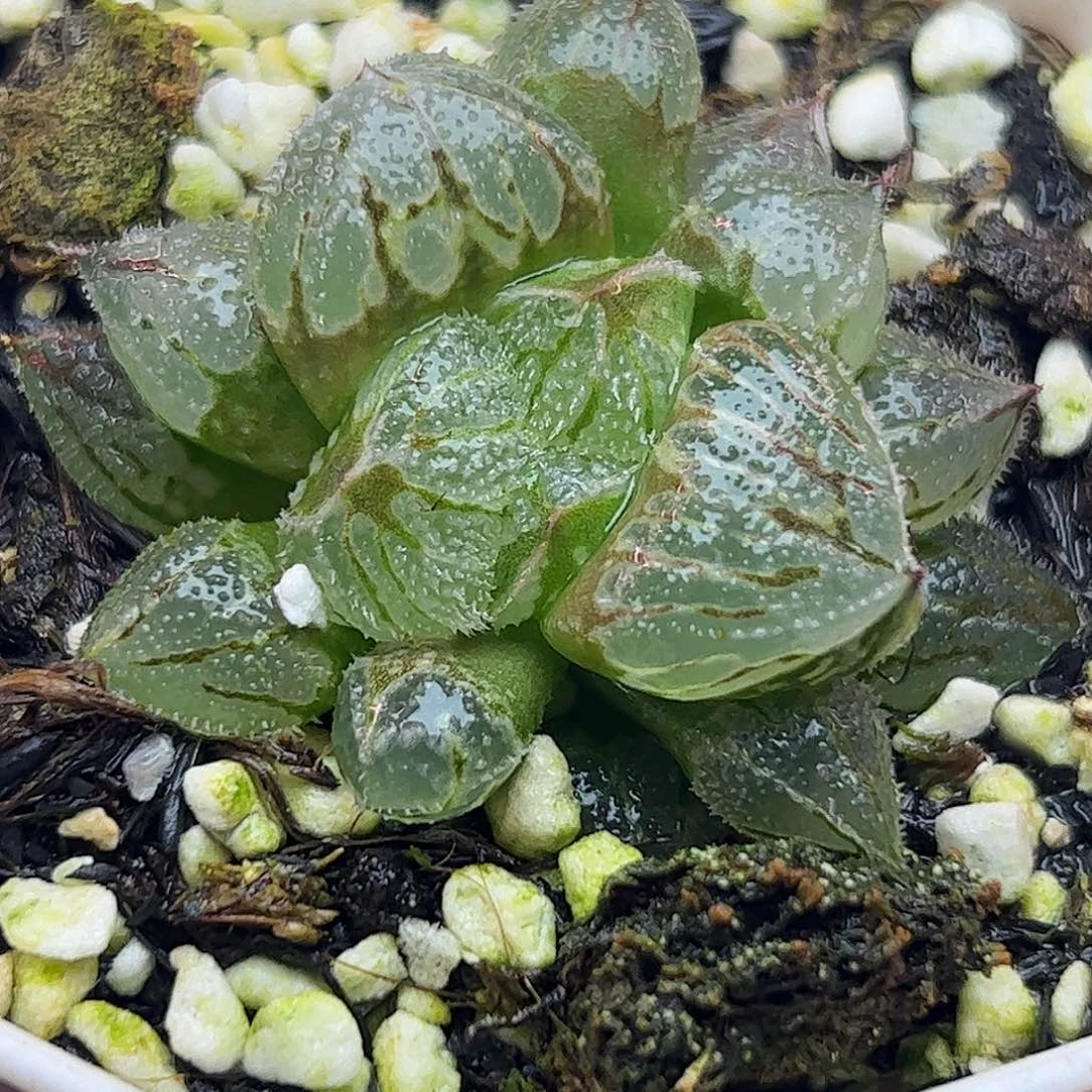 冰葵巨大化十二卷多肉植物