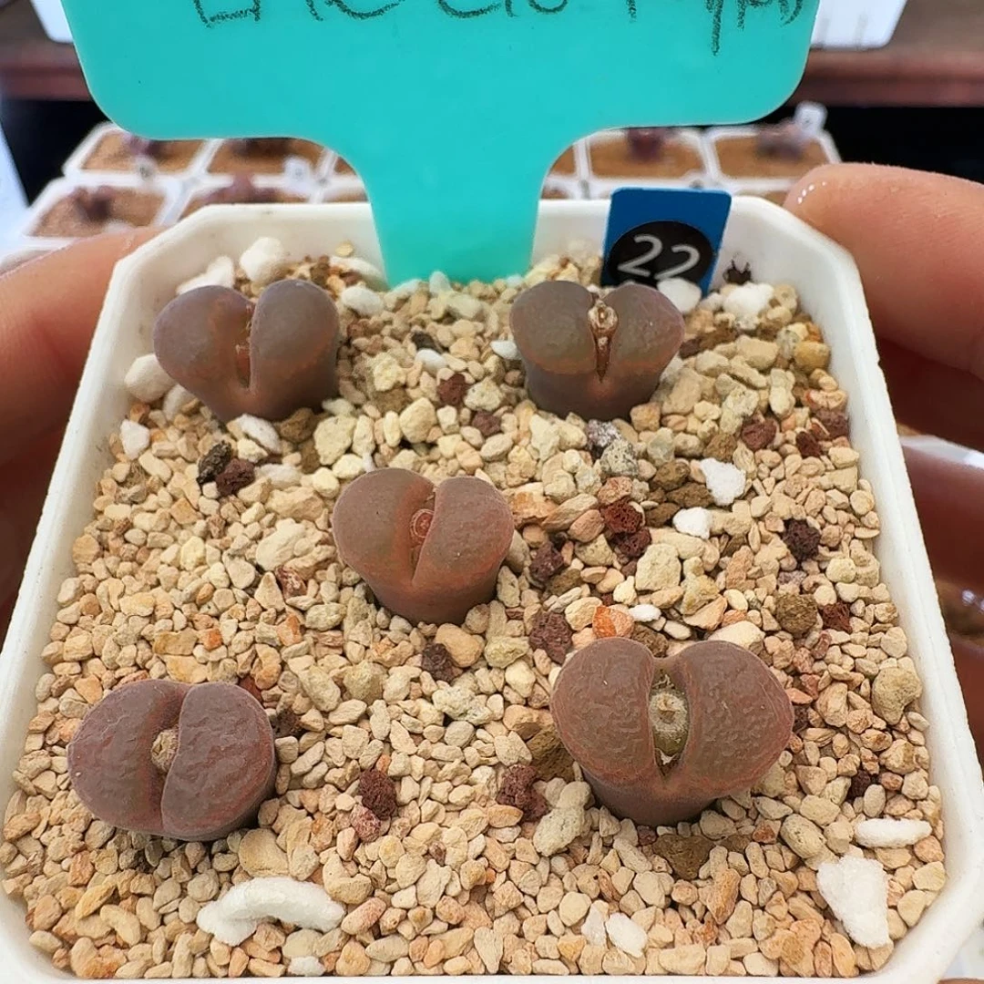 多肉植物福利肉锥白花同属任选一颗20