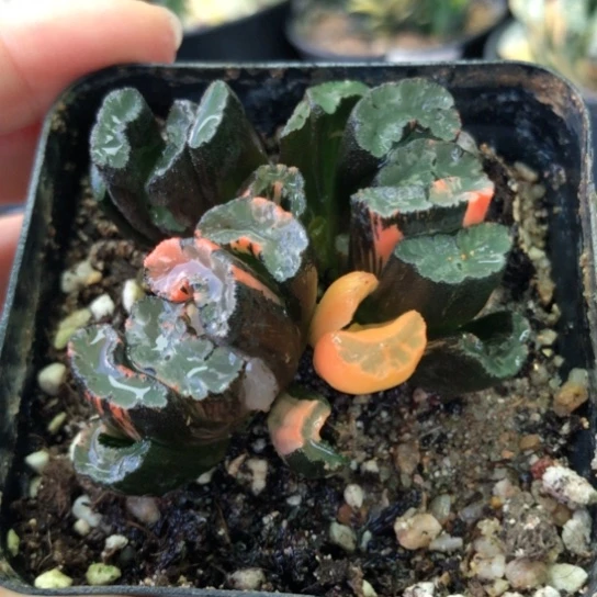 8505，北斋玉扇锦群如图有点干