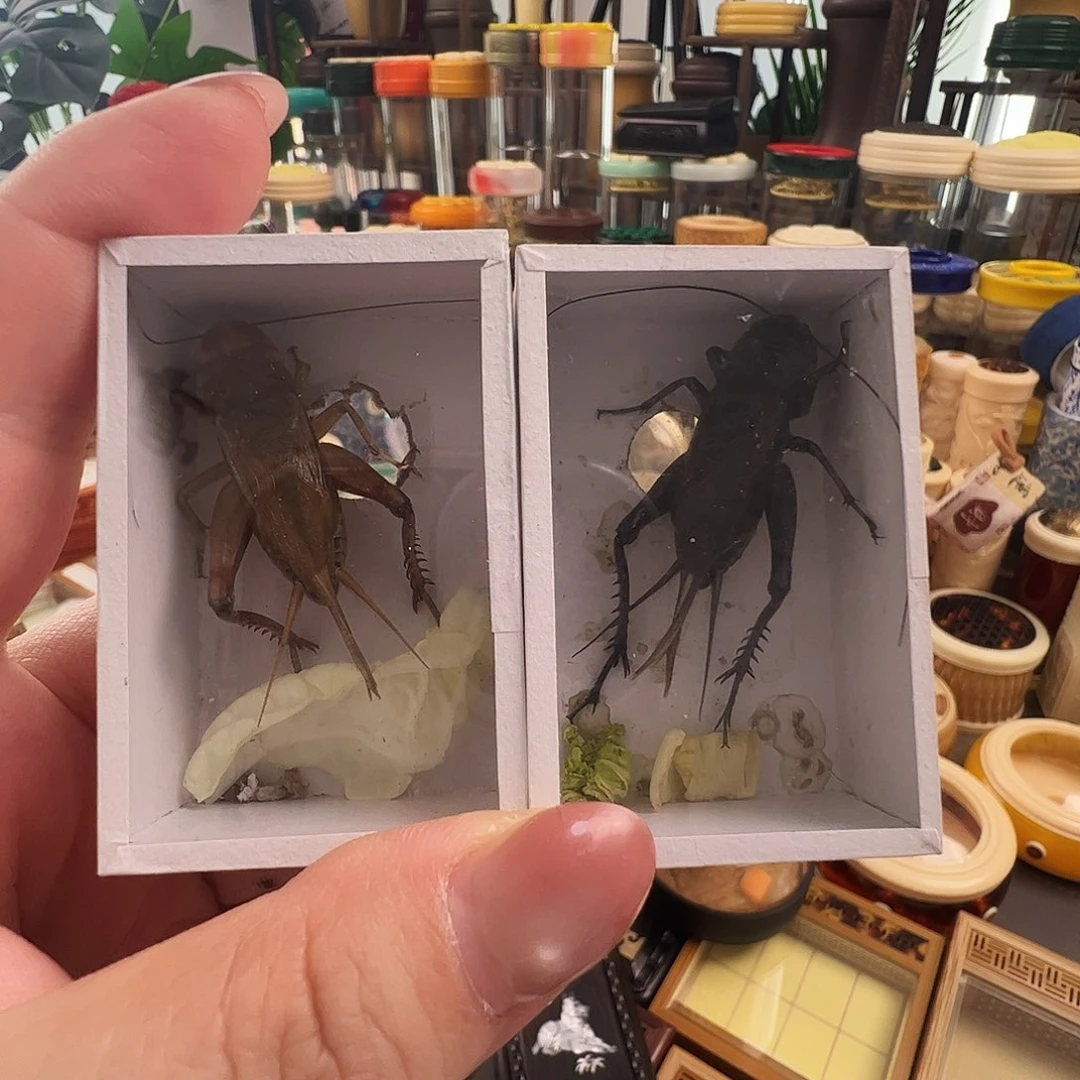 哈哈哈油葫芦➕玉眼冰糖