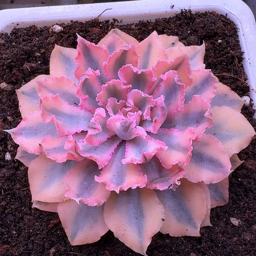 晚霞之舞锦多肉植物