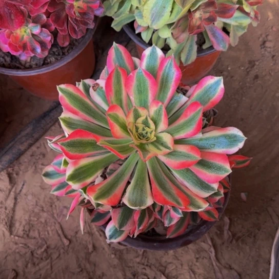 粉女巫9.9多肉植物