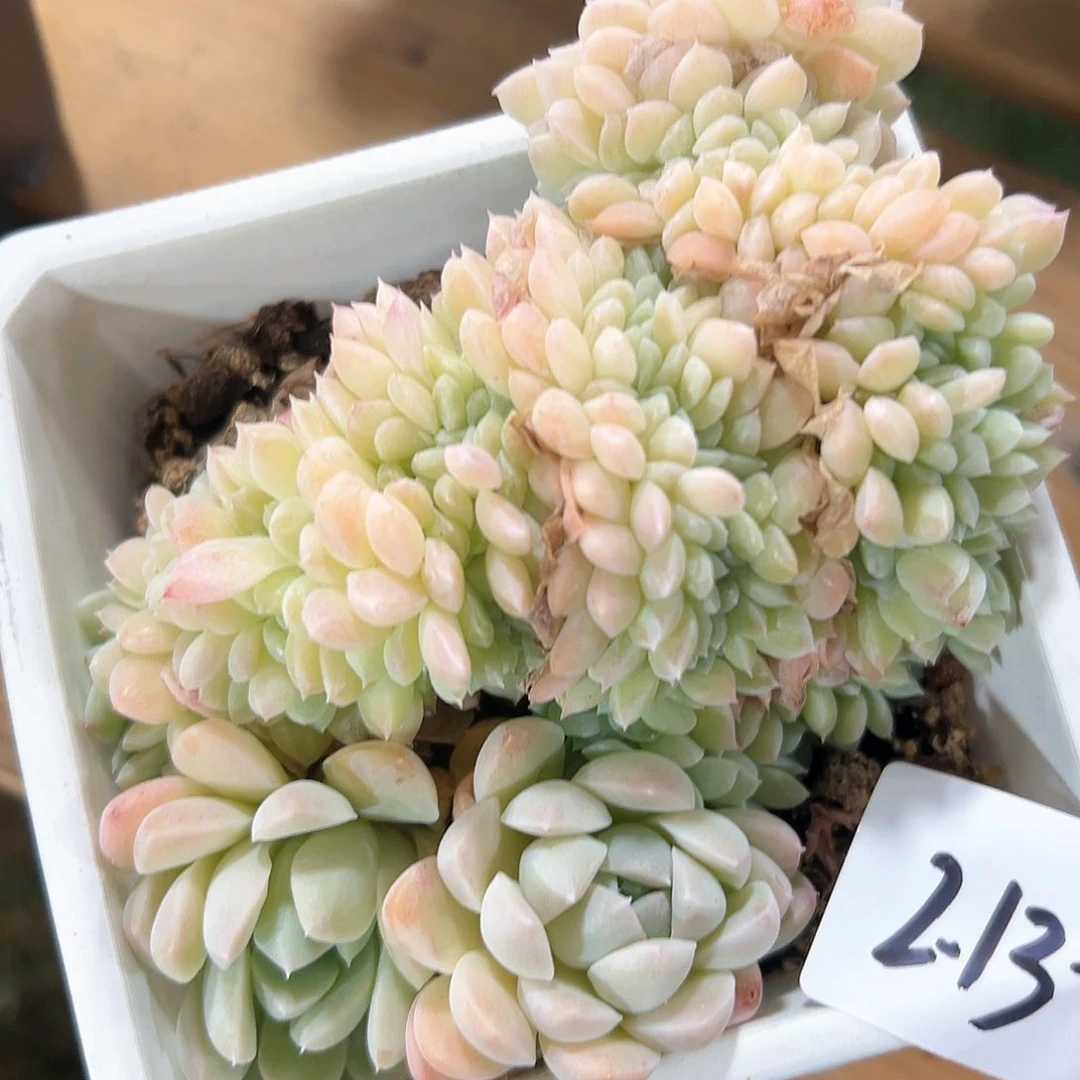 213-16奶油美人缀化多肉