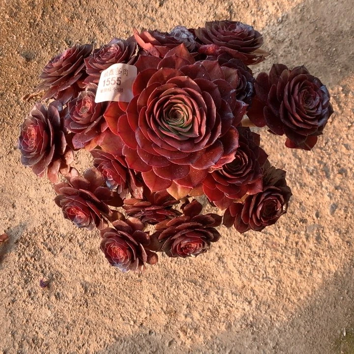 1555红魔多肉植物