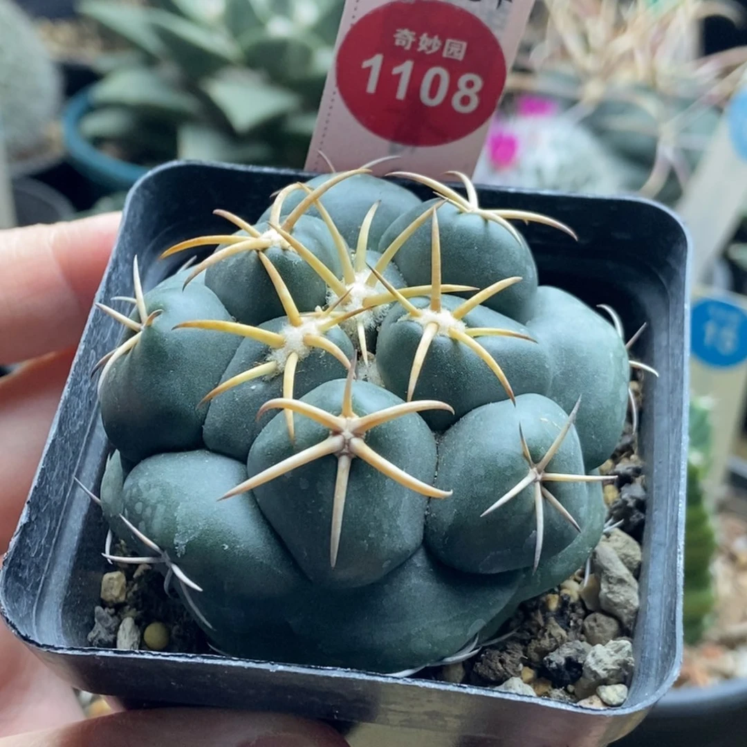 实生豪刺安宅象牙5.9cm