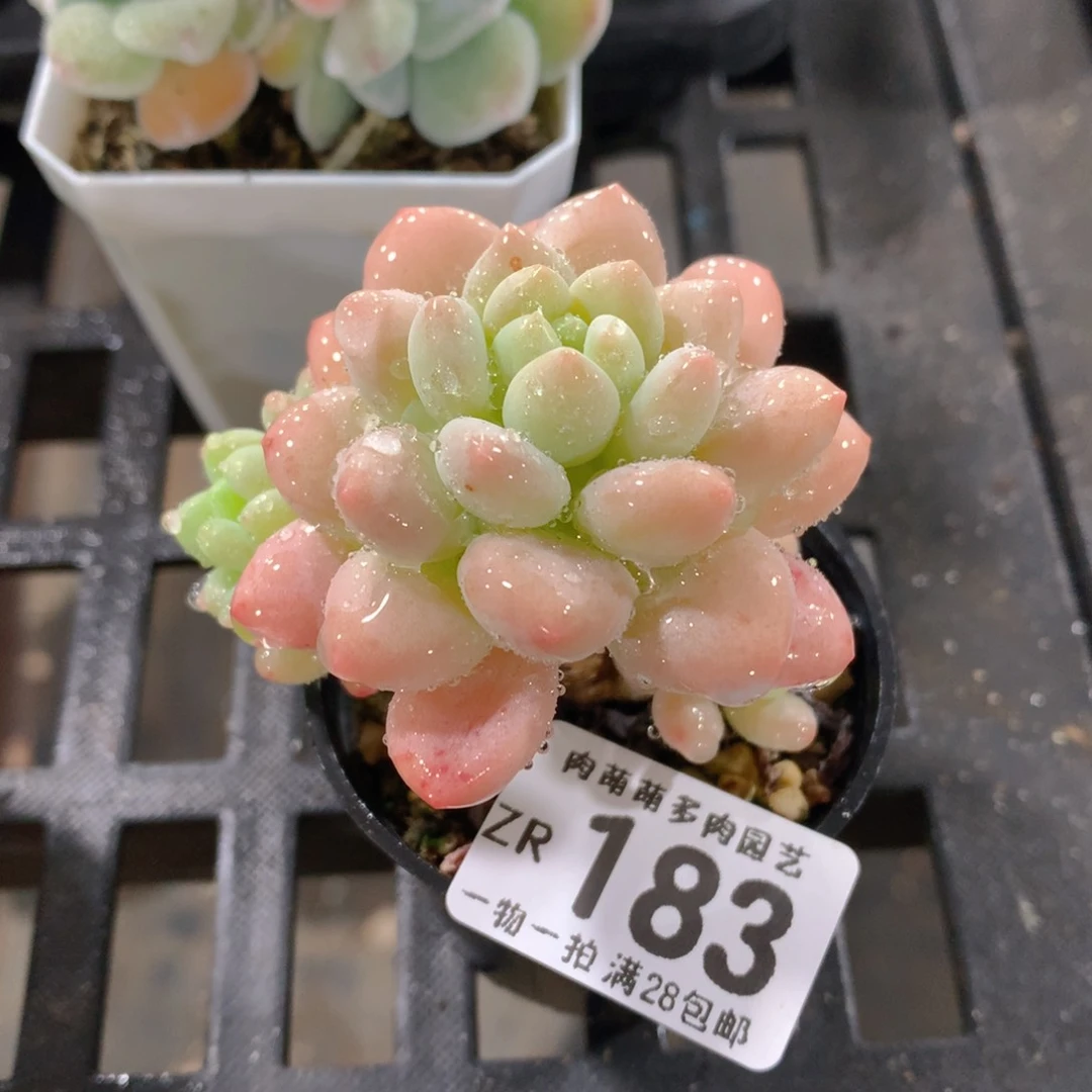 肉萌萌拇指盆精控多肉ZR183