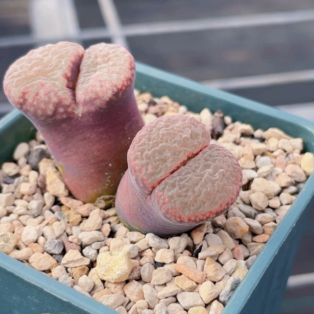 双头纳米比亚风铃植物一物一拍