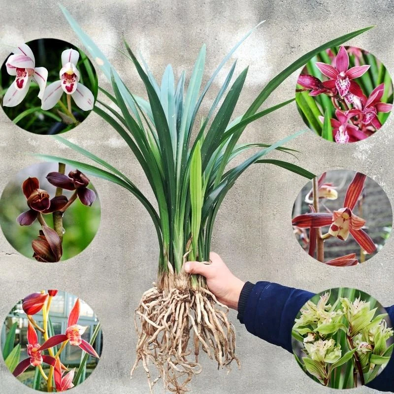 兰花苗盆栽植物浓香型带花苞名贵墨兰建兰室内外四季花草花卉