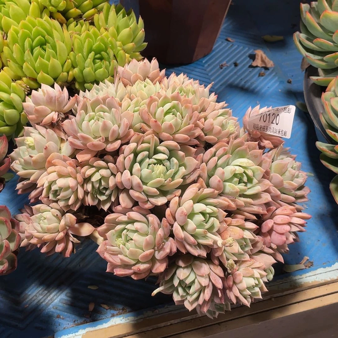 N****d霜花7 120多肉