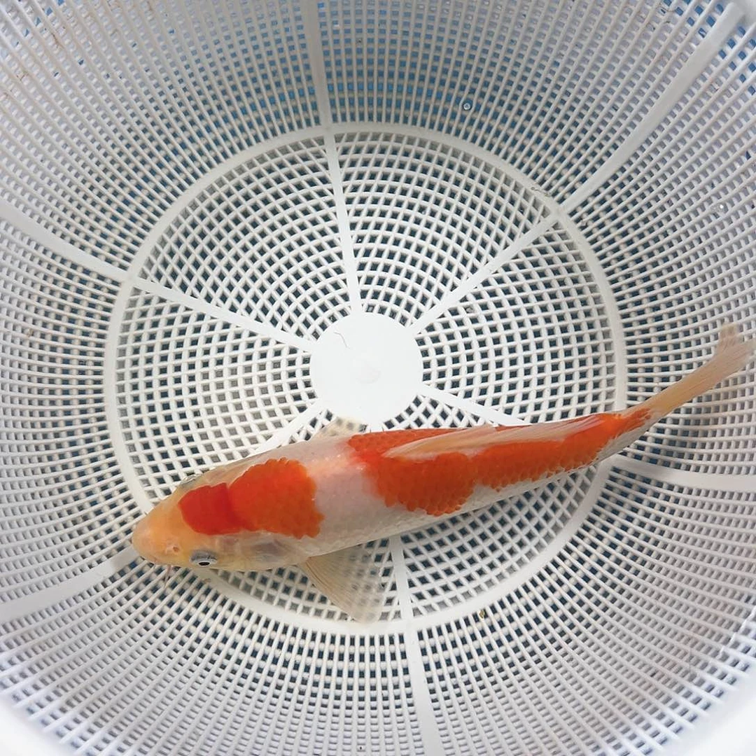 锦鲤鑫泓锦鲤养殖