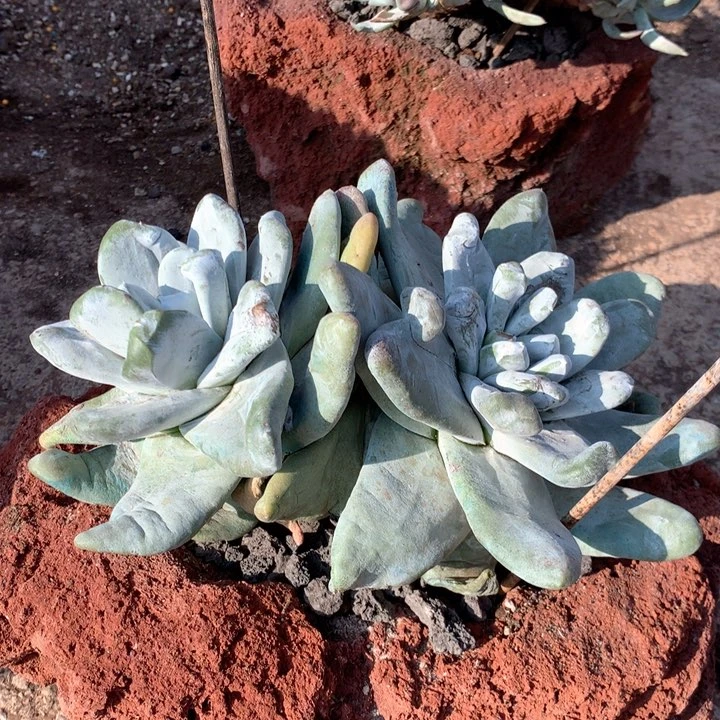 拇指，多肉植物啦啦啦啦啦