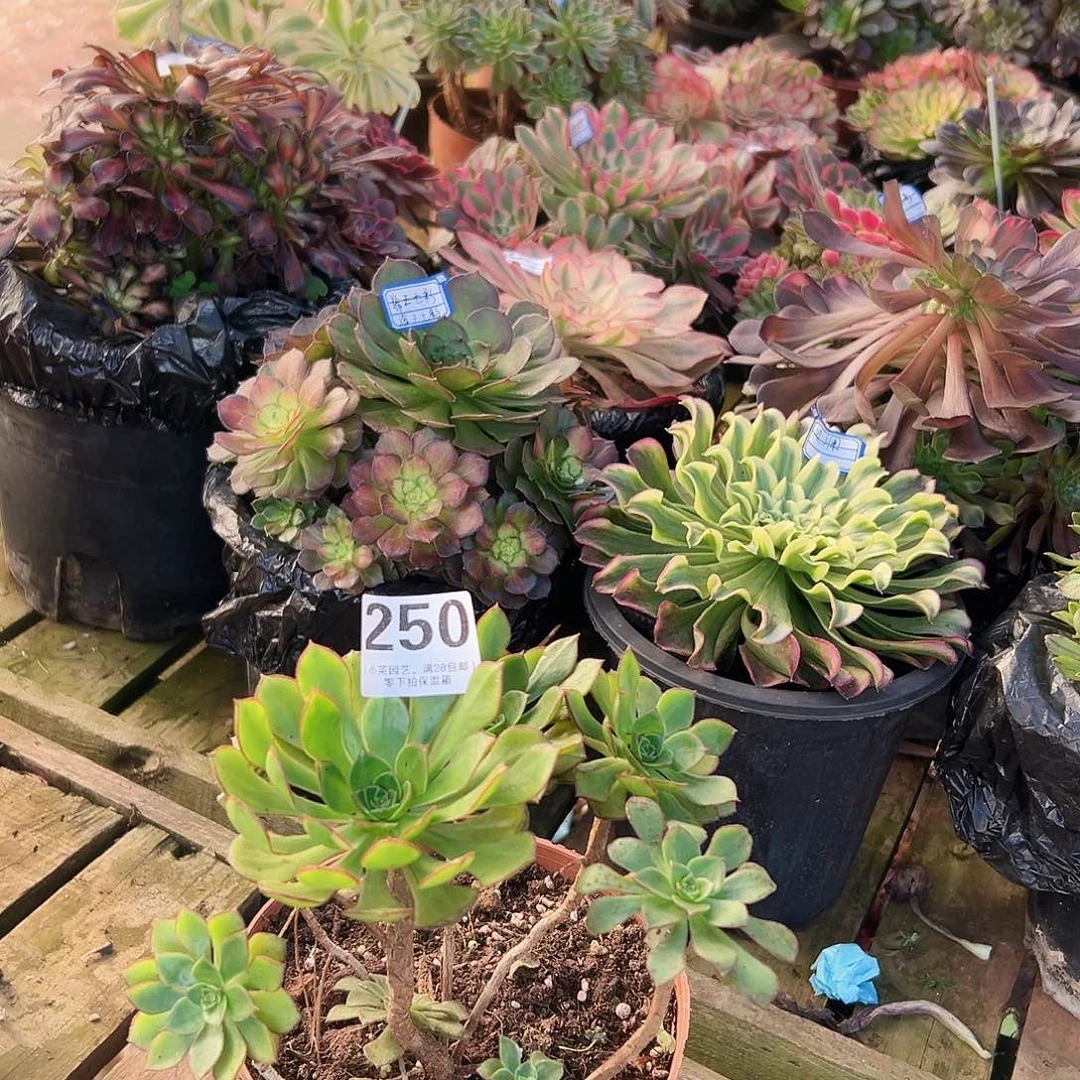 彩蝶250多肉植物多肉植物