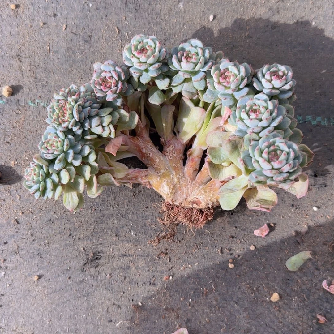 秋***叶秋风发货111111111111