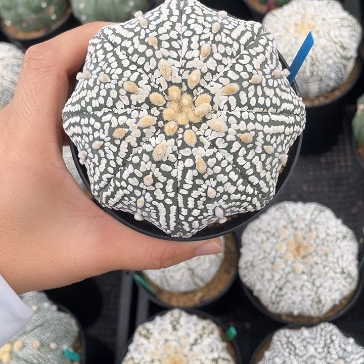 海星超兜瑕疵特价