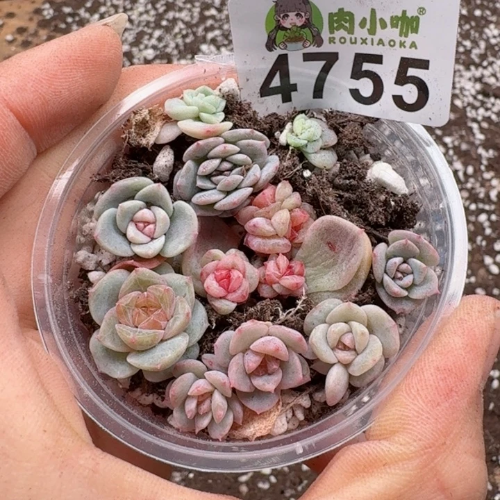 多肉植物多肉植物