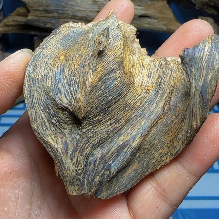 木质海南虎斑老料22克
