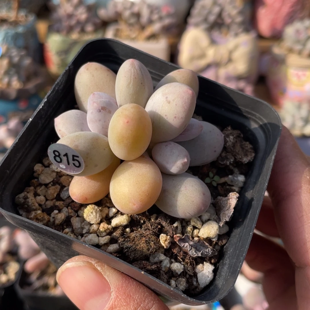 蛋黄奶酪多肉植物