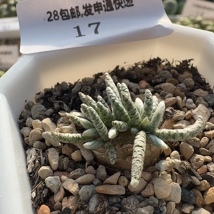 17 韧锦。