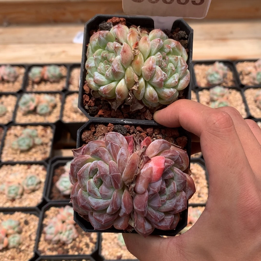 且****S3933 冰珀2颗 6cm