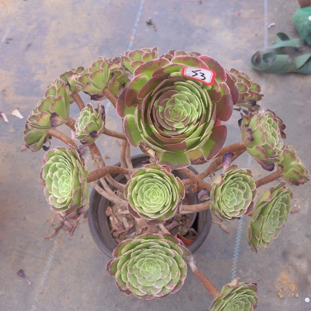 萝莉花脸53法师多肉一物一拍