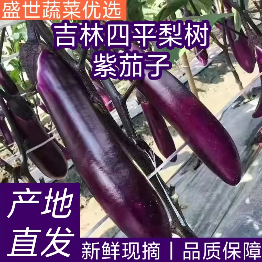 东北特产茄子蔬菜产地新鲜紫长茄子紫立人602 发货