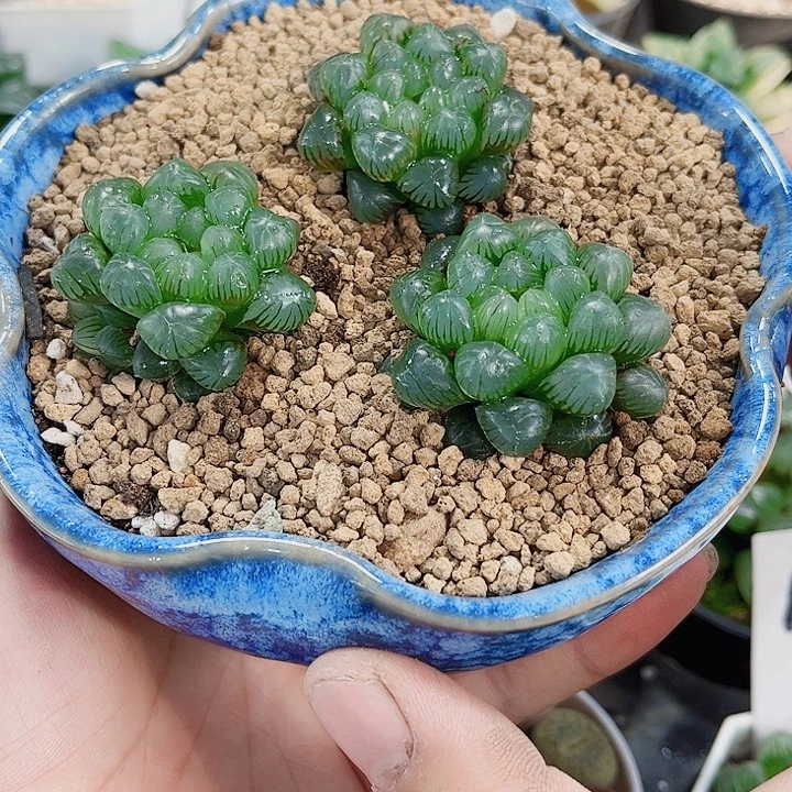 新手福利姬雨露三颗