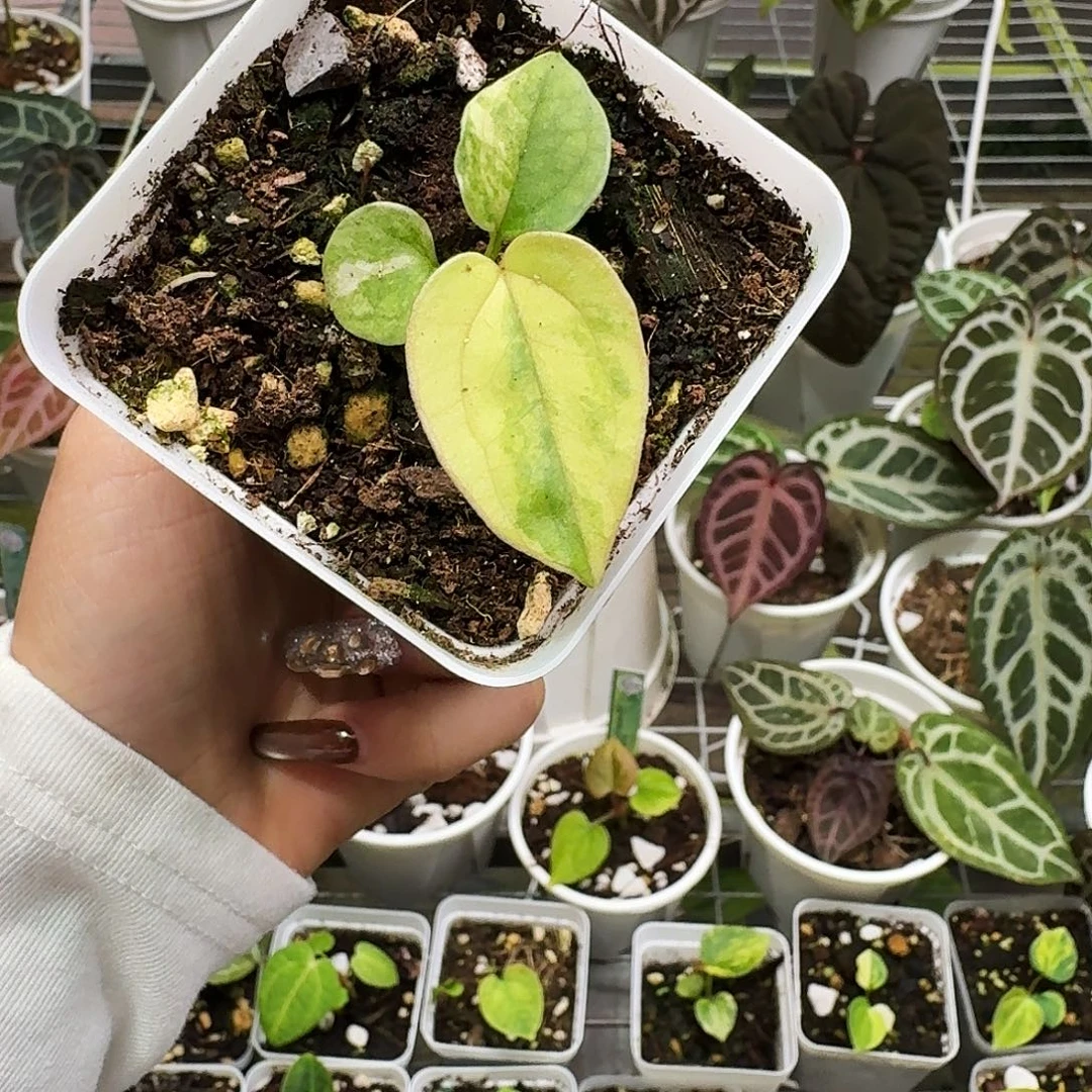 完全开放Papi锦杂绿丝绒锦