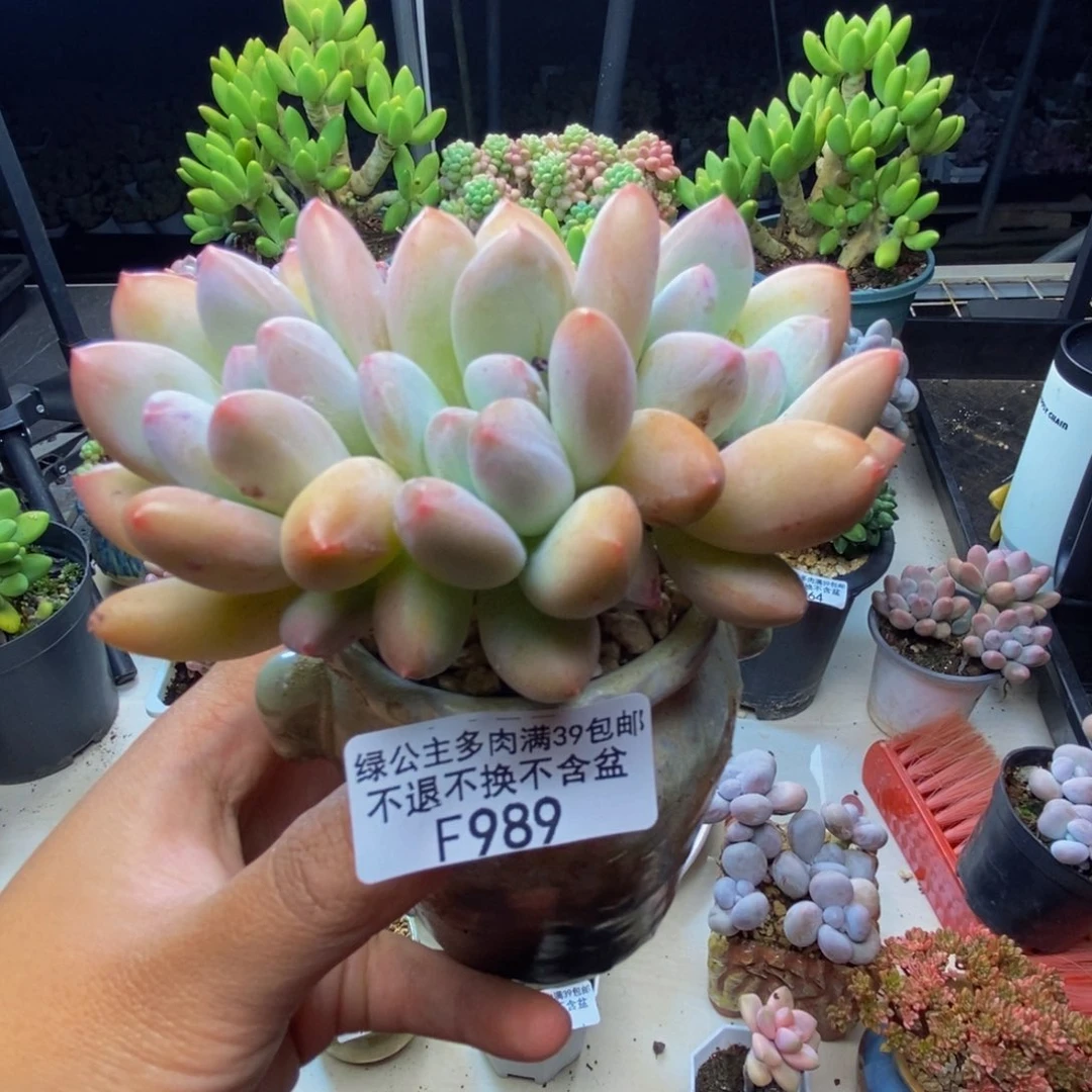 989丸叶香水多肉7c m