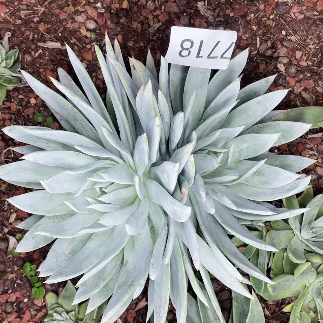 雪山双头老桩7718