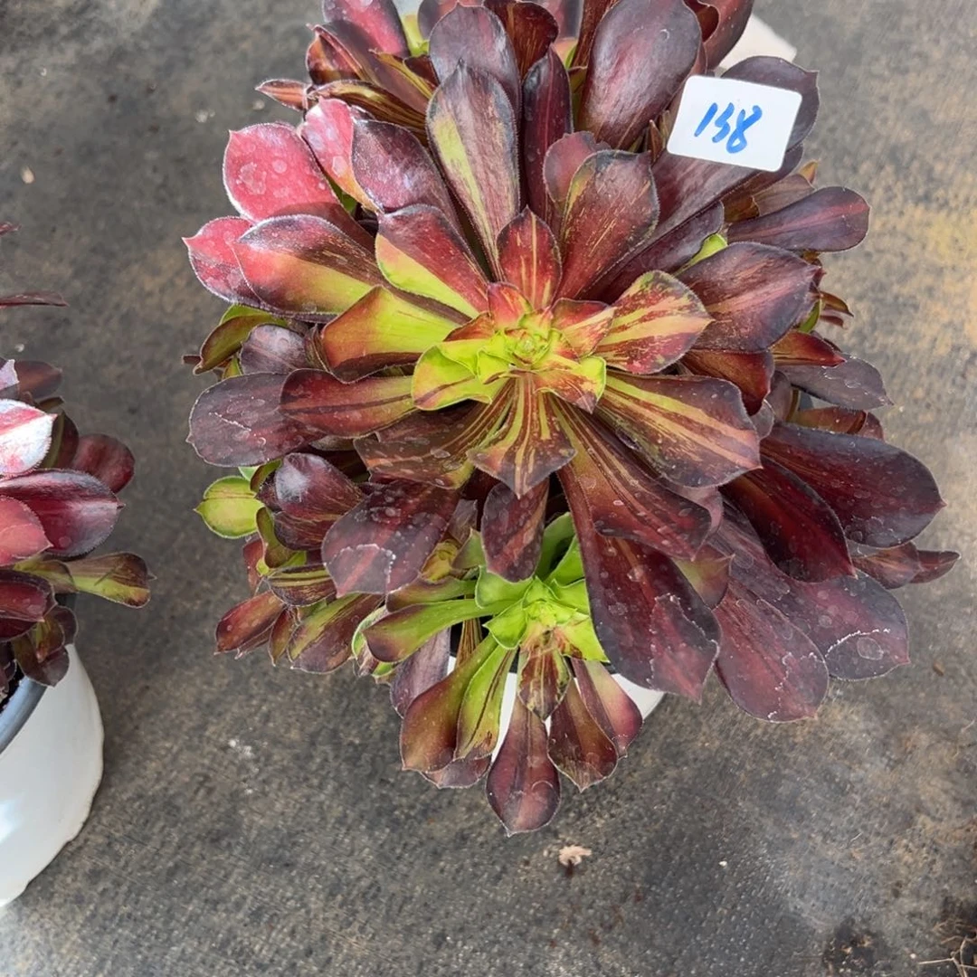 郭***芬138满江红多肉多肉