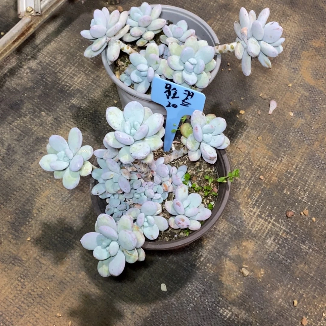 啊军喵多肉雪美人