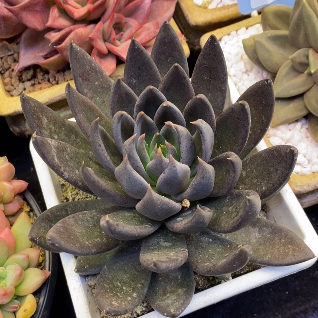 黑骑士多肉植物盆栽