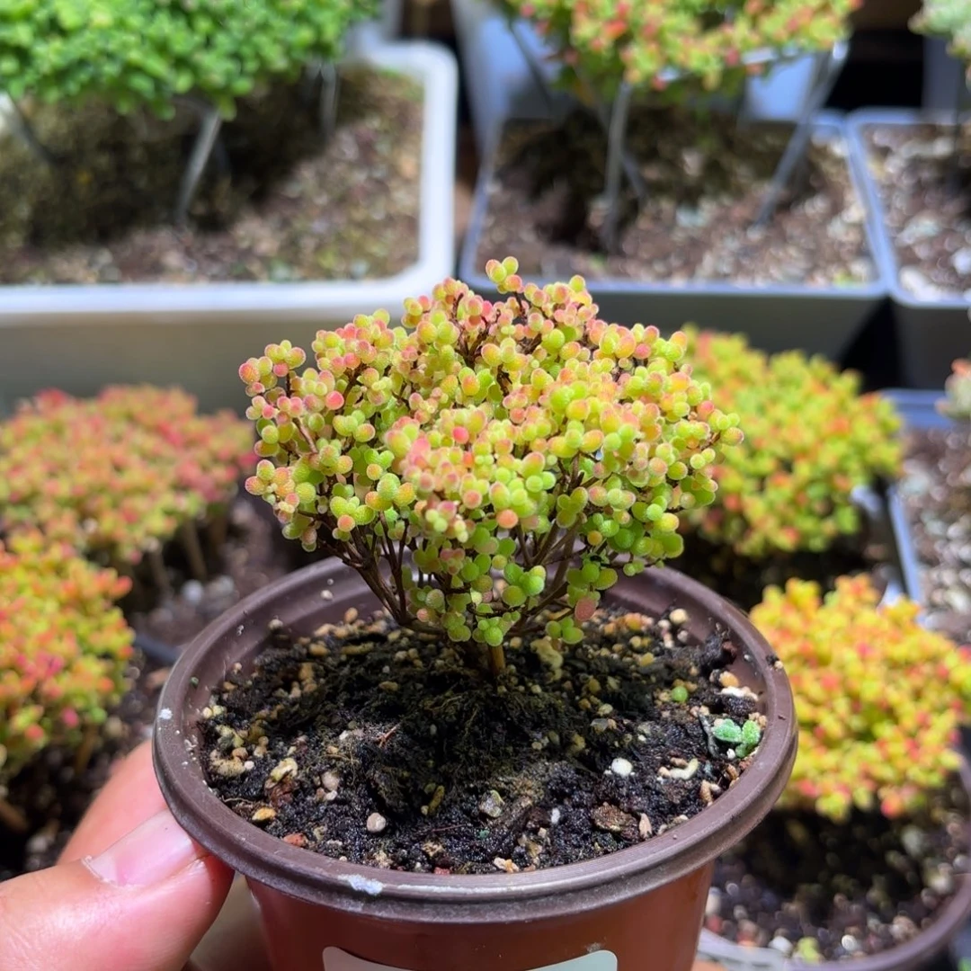 全状态叶片密橘707