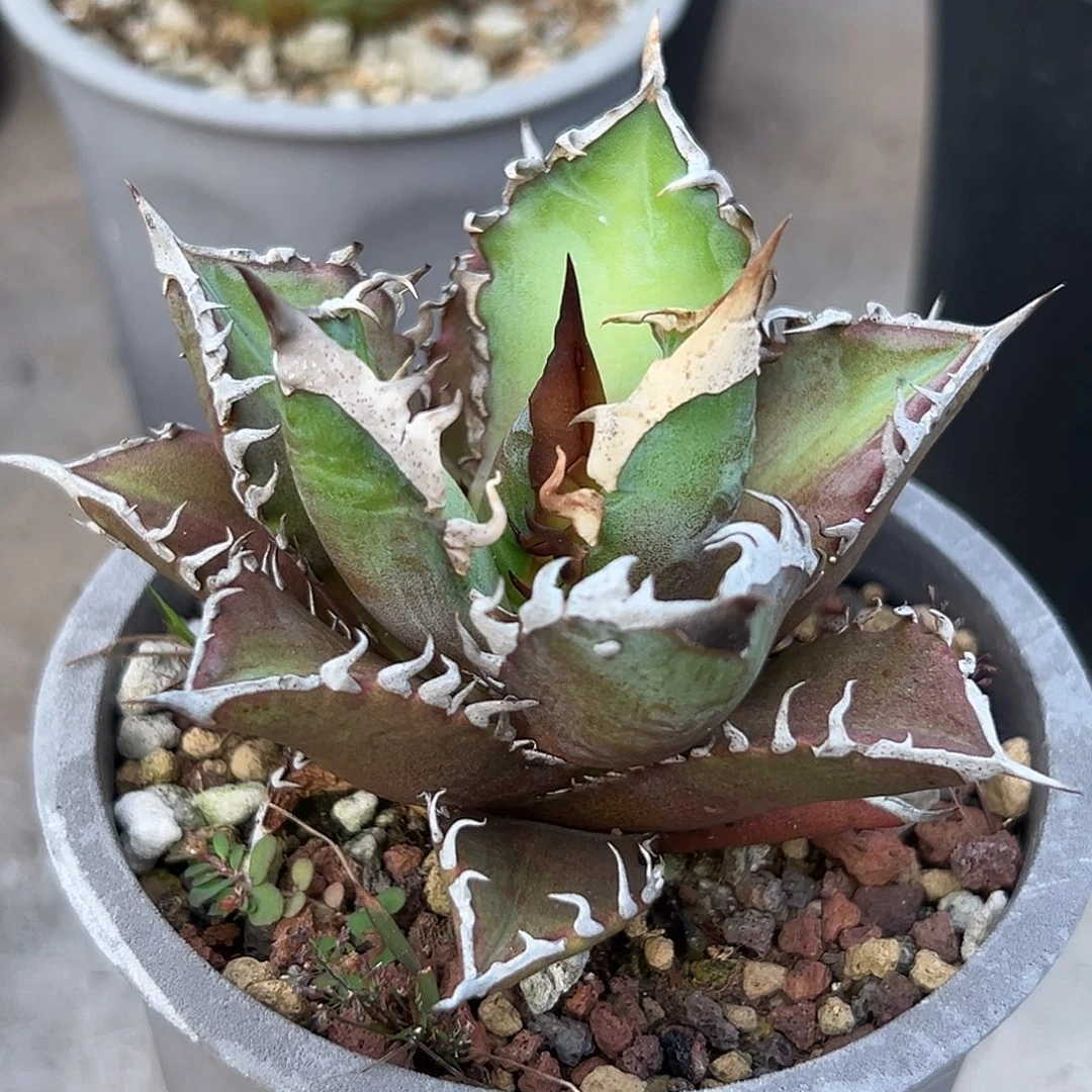 红猫一物一拍偏远不包邮不退不换