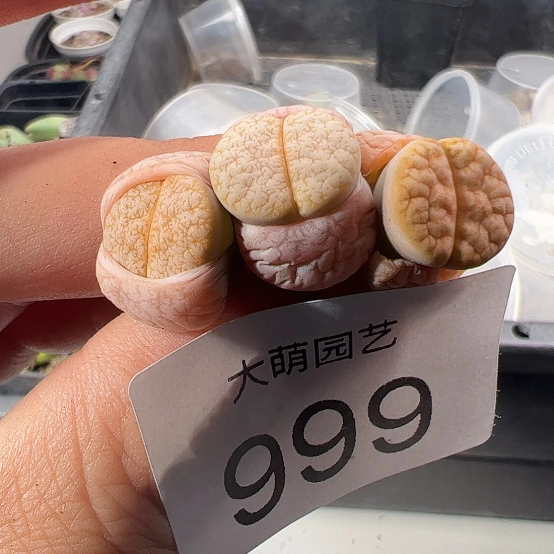 一物一拍清盒福利有疤。 999