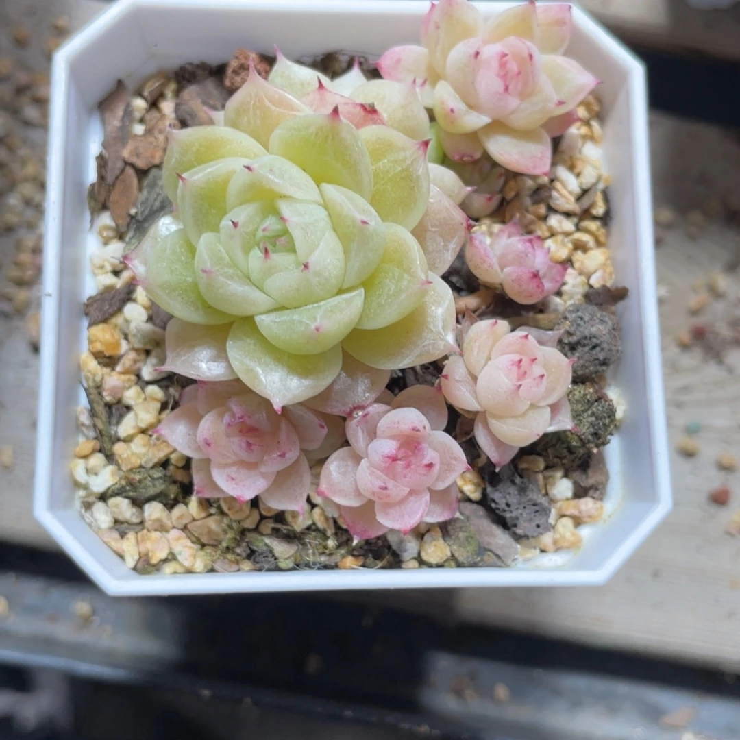 S优选麦杆福利1836