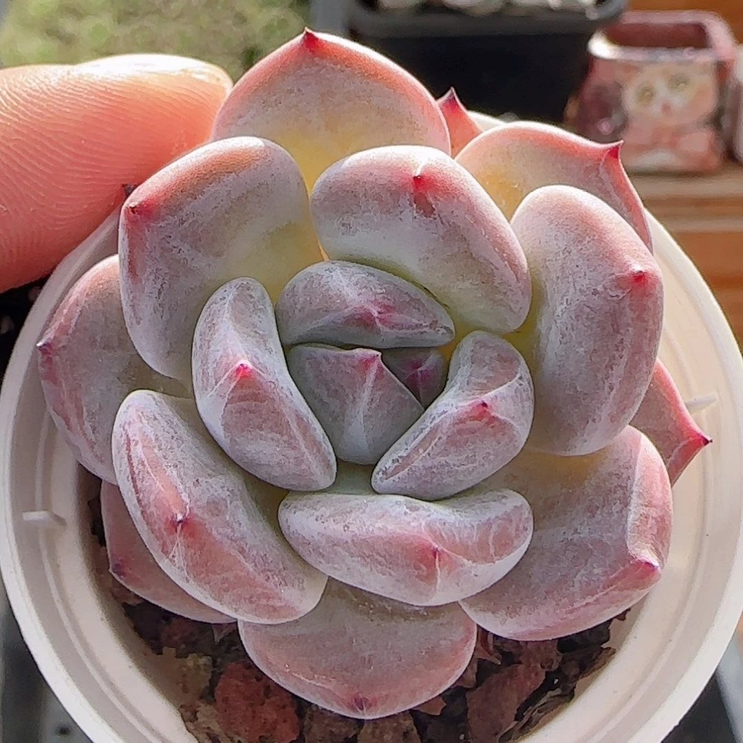 多肉0902-54暗纹系