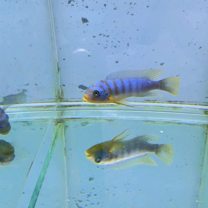 海水野生伊孔贝费恩416。