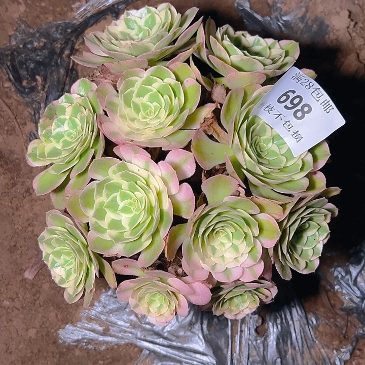 698海仙多肉植物保护