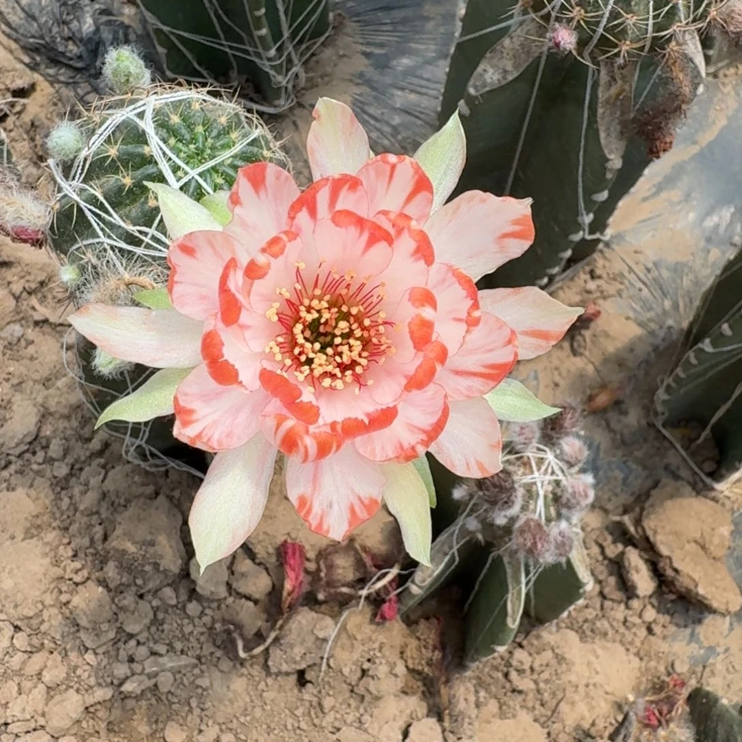 235量天尺嫁接荷花脱土发货斑掰花